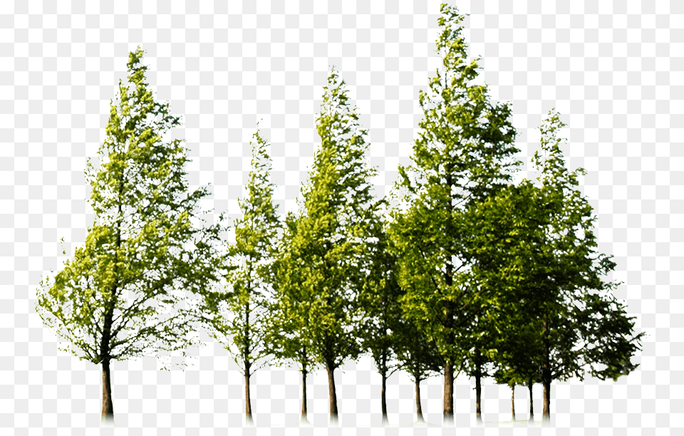 Tree Forest Clip Art Tree Download Free Transparent Background Format Trees, Plant, Woodland, Vegetation, Sycamore Png