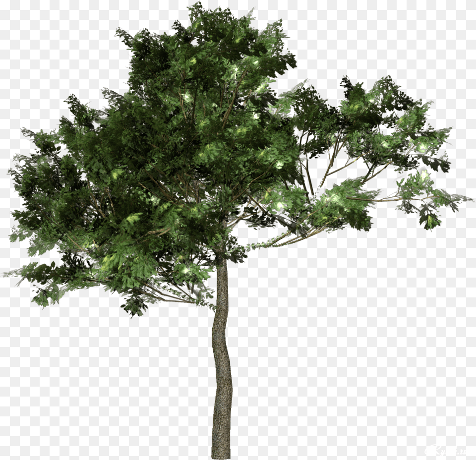 Tree Forest Download Image Derevya Dlya Fotoshopa, Oak, Plant, Sycamore, Vegetation Free Png