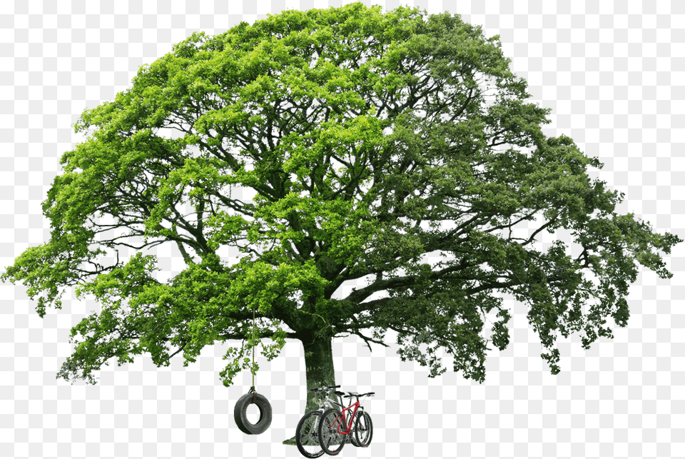 Tree Free Cutouts For Architecture Save Nature Save Future, Oak, Plant, Sycamore, Tree Trunk Png