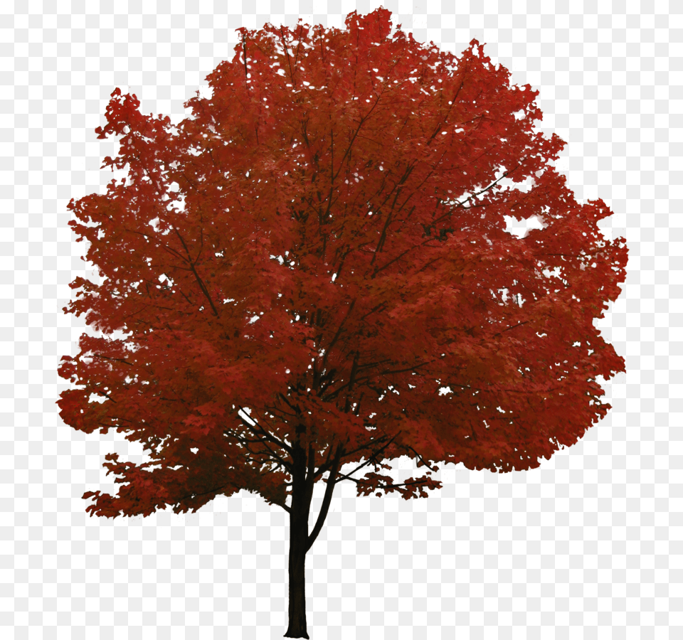 Tree Free Download Picture Red Maple Tree, Leaf, Plant Png Image