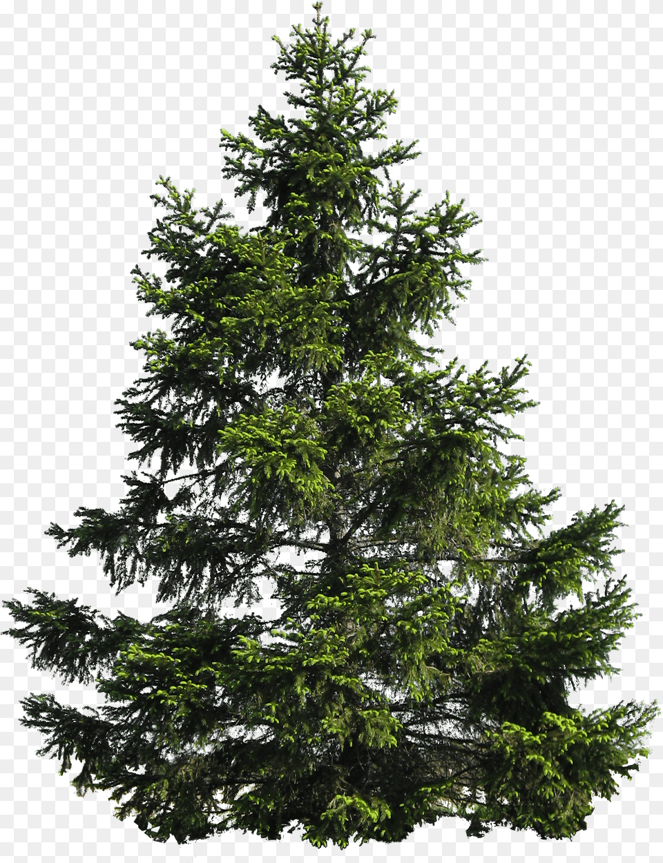 Tree Free Download Picture Transparent Pine Tree, Conifer, Fir, Plant, Spruce Png