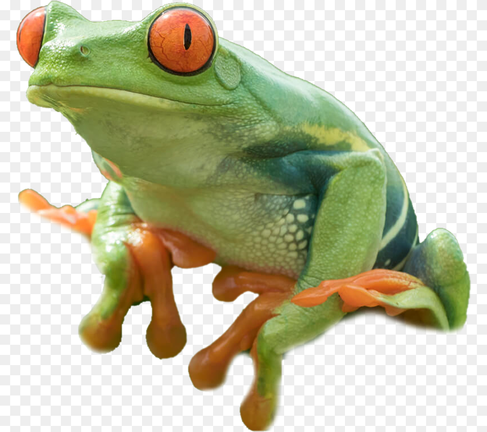 Tree Frog 1 Transparent Red Eyed Tree Frog, Amphibian, Animal, Wildlife, Dinosaur Png Image