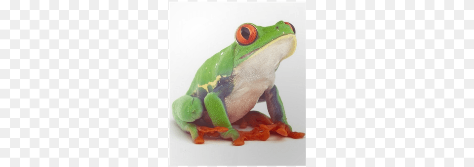 Tree Frog, Amphibian, Animal, Wildlife, Tree Frog Free Png Download