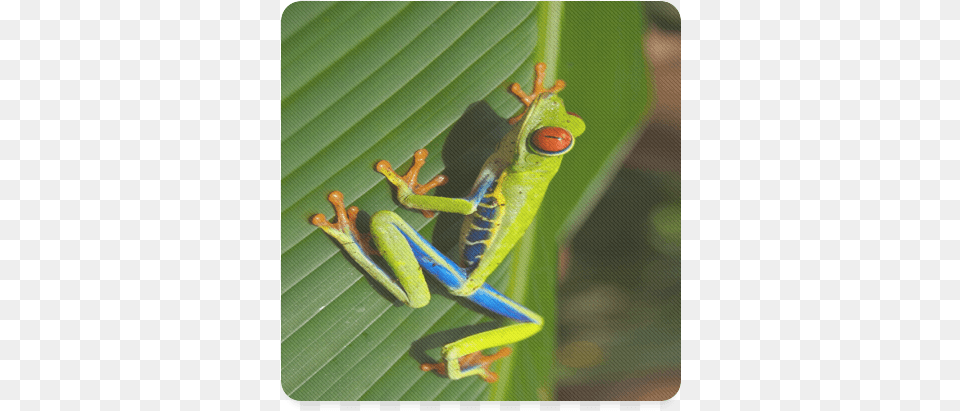 Tree Frog Climbing Leaf Square Coaster Red Eyed Tree Frog, Amphibian, Animal, Wildlife, Tree Frog Png