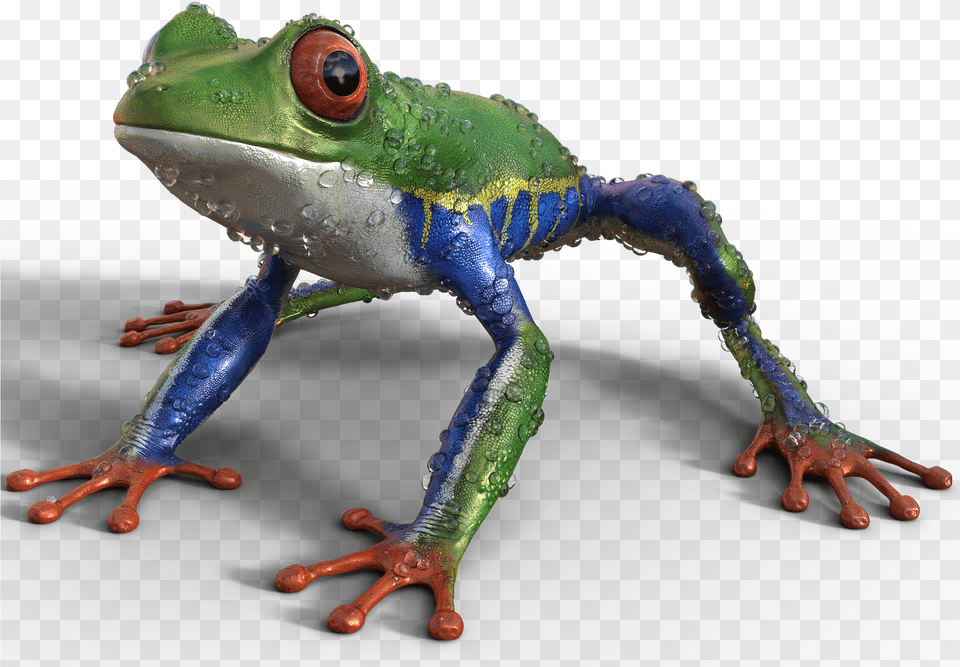 Tree Frog Frog, Amphibian, Animal, Wildlife, Lizard Png Image