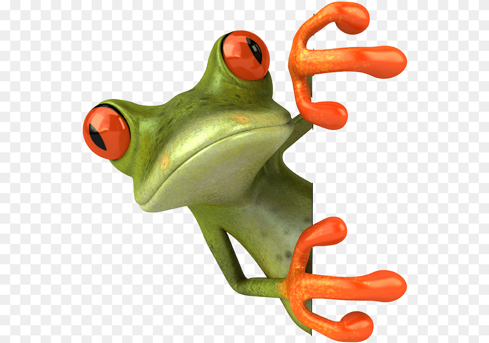 Tree Frogs, Amphibian, Animal, Frog, Wildlife Png Image