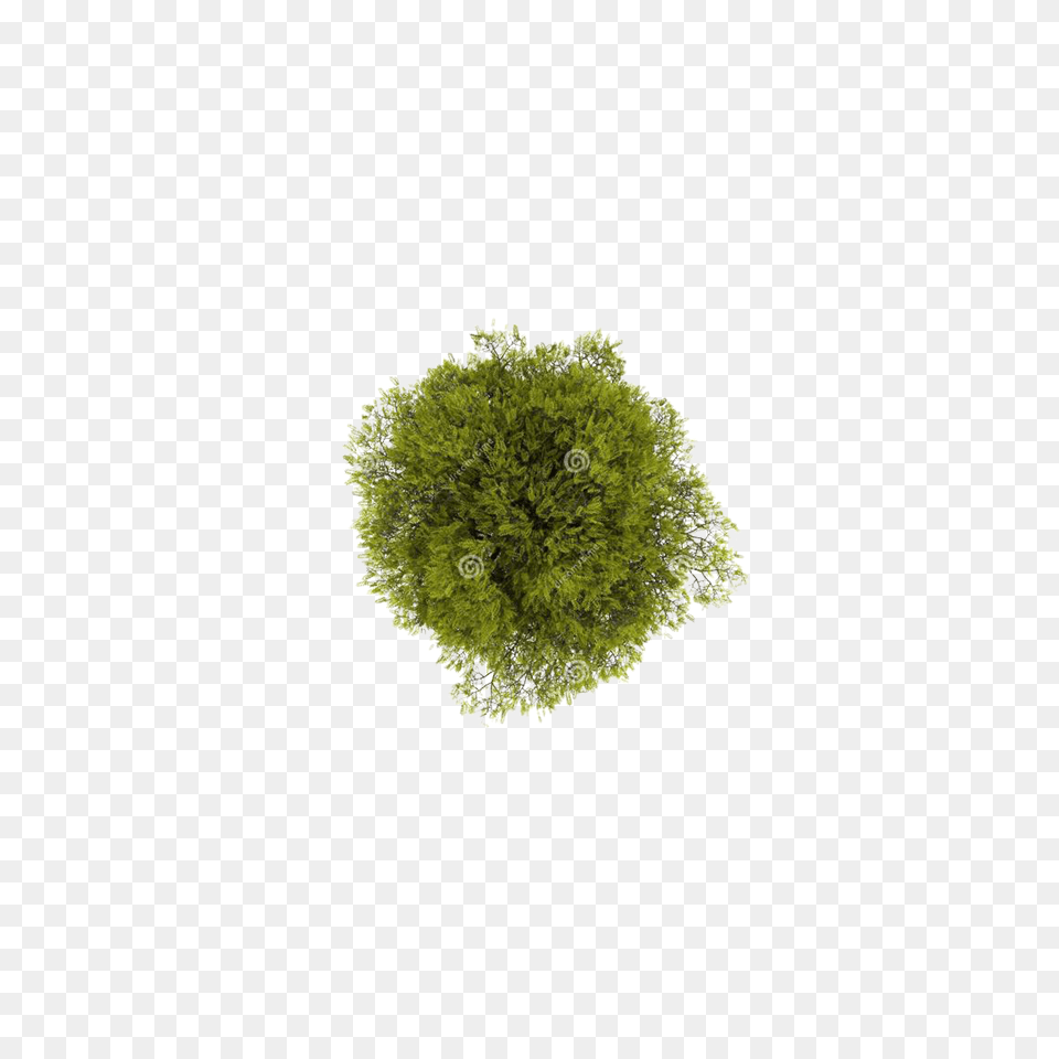 Tree From Above Arbol En Planta, Moss, Plant, Vegetation, Herbal Png