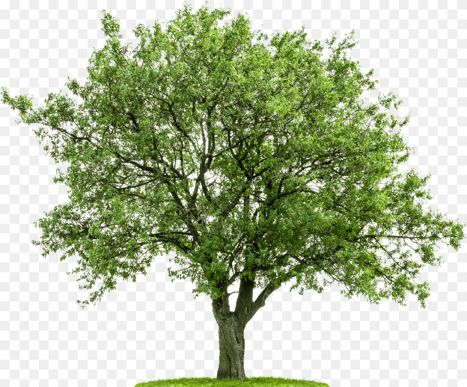 Tree From Above Imagen De Un Rbol, Oak, Plant, Sycamore, Tree Trunk Free Transparent Png