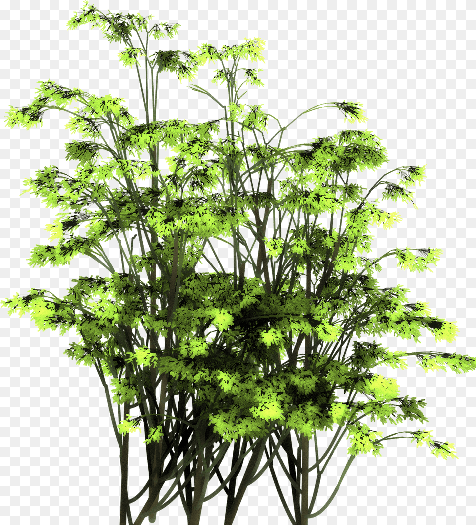 Tree From Above Larch, Food, Plant, Seasoning, Dill Free Png