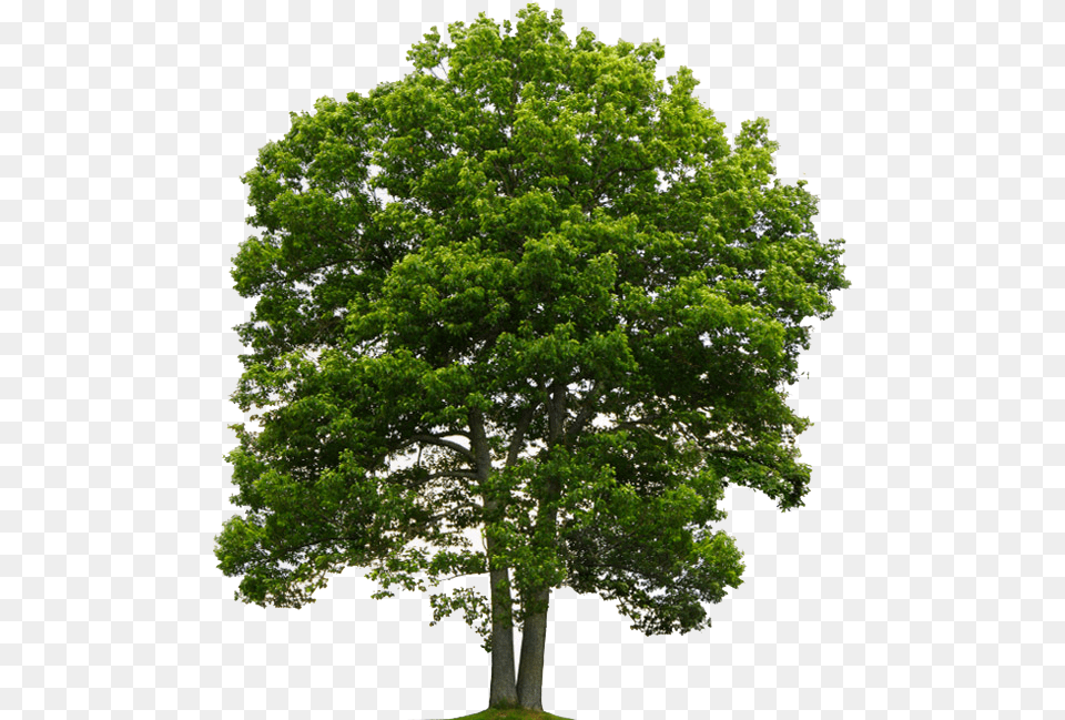 Tree From Above Picture Oak Tree Transparent Background, Plant, Sycamore, Tree Trunk, Maple Free Png Download