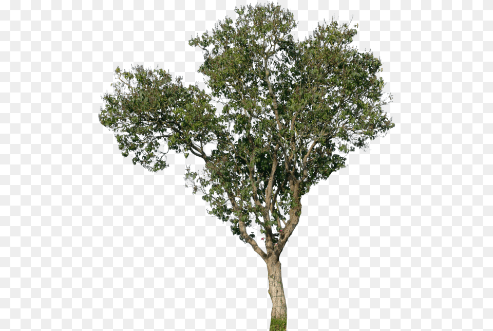 Tree Front View, Plant, Tree Trunk, Oak, Sycamore Png
