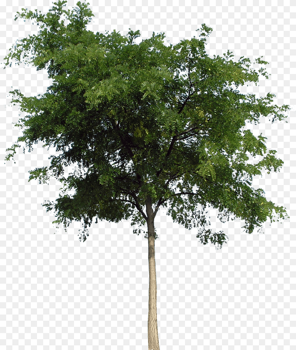 Tree Front View, Oak, Plant, Sycamore, Tree Trunk Png