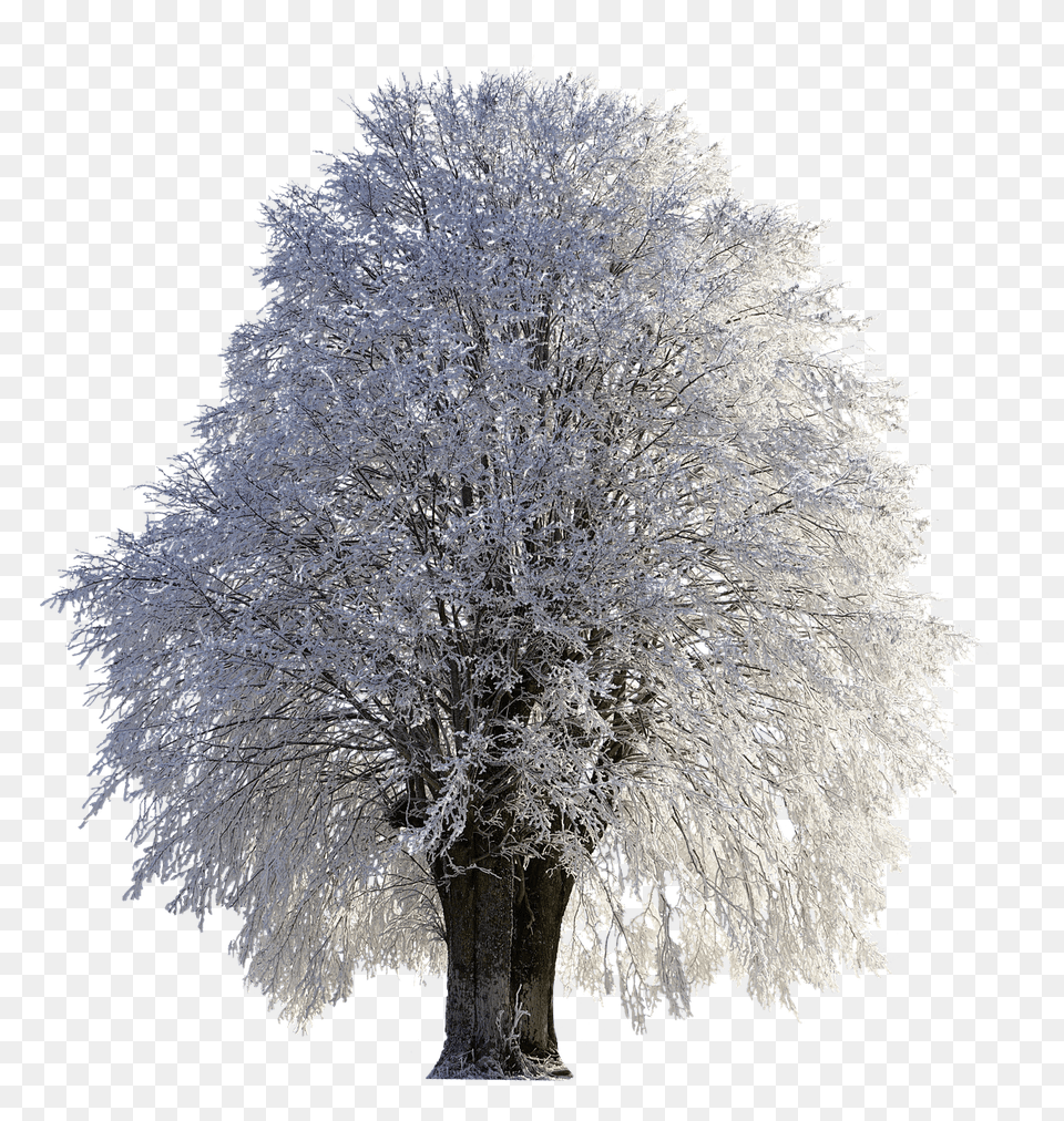 Tree Full Of Snow, Frost, Ice, Nature, Outdoors Png