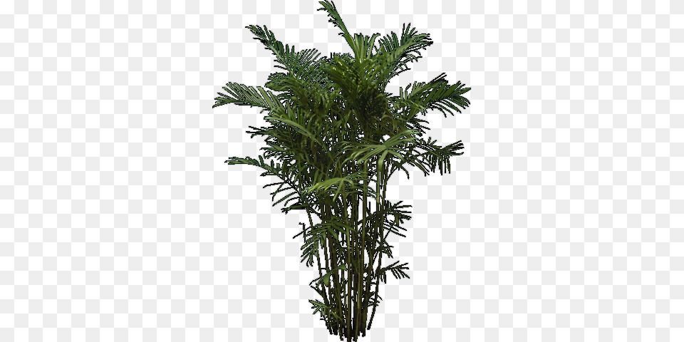 Tree Garden, Palm Tree, Plant, Fern, Leaf Png Image