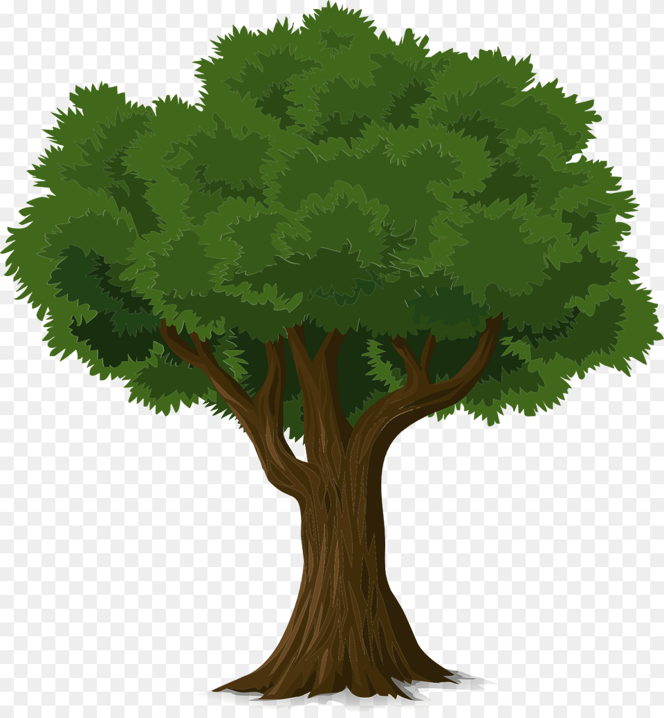 Tree Graphic 2 Trees Of Knowledge William Sachiti, Plant, Conifer, Vegetation, Tree Trunk Free Transparent Png