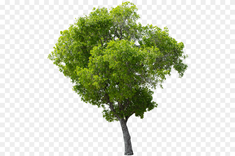 Tree Green Isolated Garden Forest Decoration Apple Tree Without Fruit, Oak, Plant, Sycamore, Tree Trunk Free Png