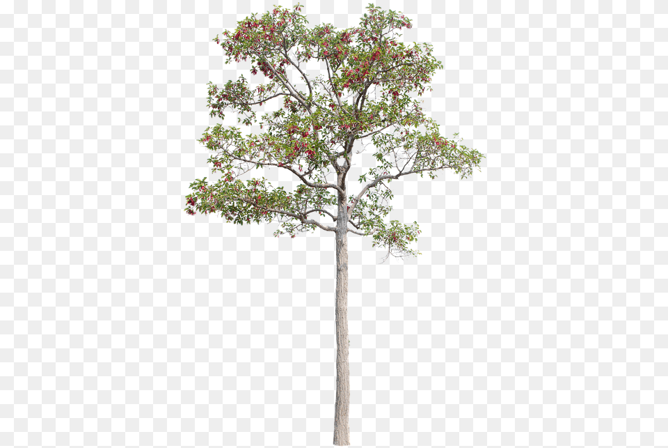 Tree Green Isolated Garden Forest Decoration Decoratione Garden, Plant, Tree Trunk, Oak, Potted Plant Free Png