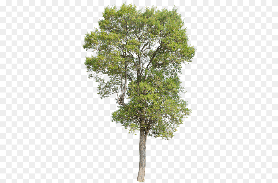 Tree Green Isolated Garden Forest Decoration Isolated Oak Tree, Plant, Sycamore, Tree Trunk Png