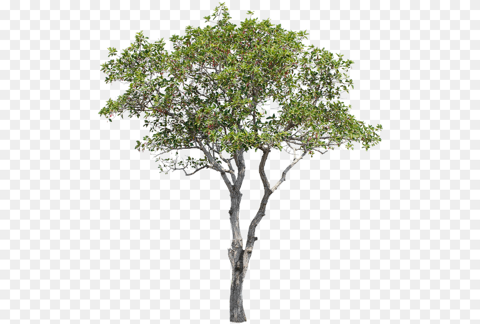 Tree Green Isolated Garden Forest Decoration Tabernaemontana Divaricata, Oak, Plant, Sycamore, Tree Trunk Free Png Download