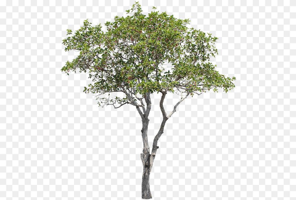 Tree Green Isolated Garden Forest Decoration Tree, Oak, Plant, Sycamore, Tree Trunk Free Png