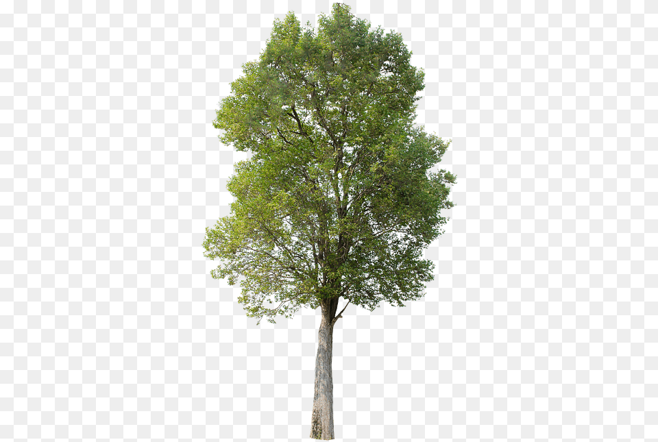 Tree Green Isolated Hawthorn Tree, Oak, Plant, Sycamore, Tree Trunk Free Transparent Png