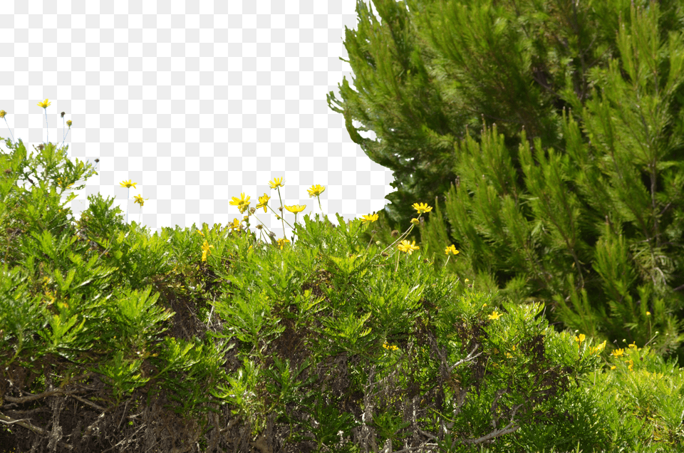 Tree Ground, Vegetation, Daisy, Plant, Flower Free Png Download