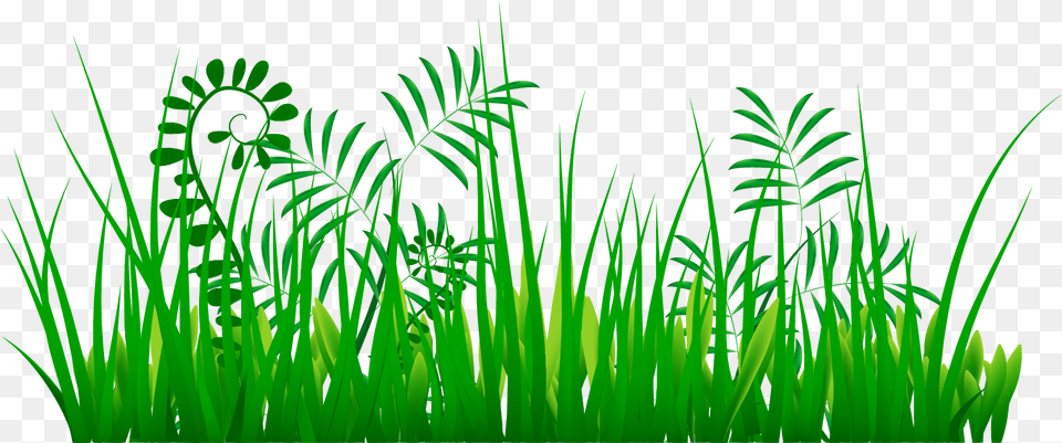 Tree Growth Clipart Vector Transparent Plant Clipart Clip Art, Aquatic, Grass, Green, Vegetation Png Image