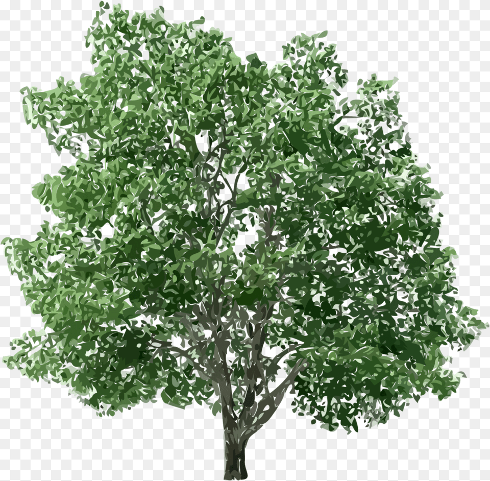 Tree Hd, Oak, Plant, Sycamore, Tree Trunk Free Transparent Png