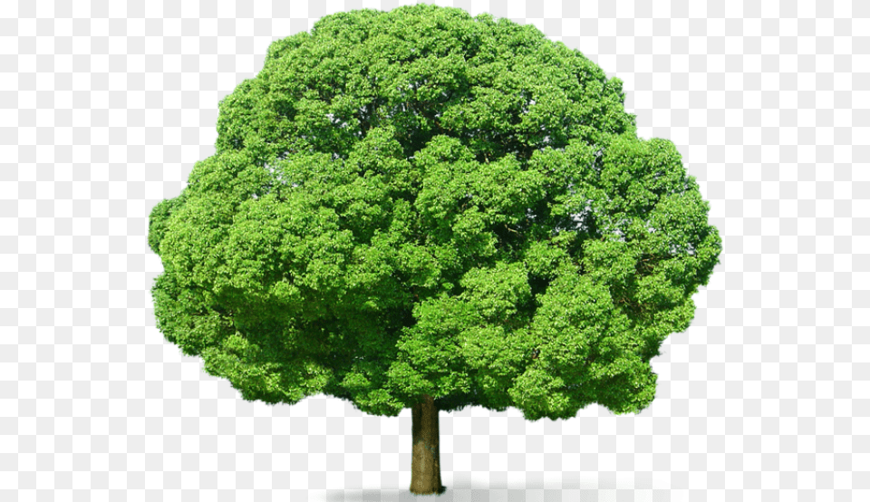 Tree Hd 8 Transparent Background Images Free Download Green Tree, Maple, Oak, Plant, Sycamore Png