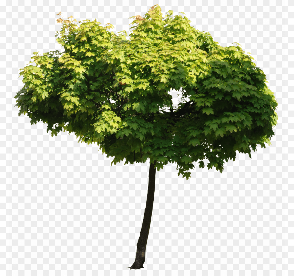 Tree Hd Architecture, Leaf, Maple, Plant, Oak Png