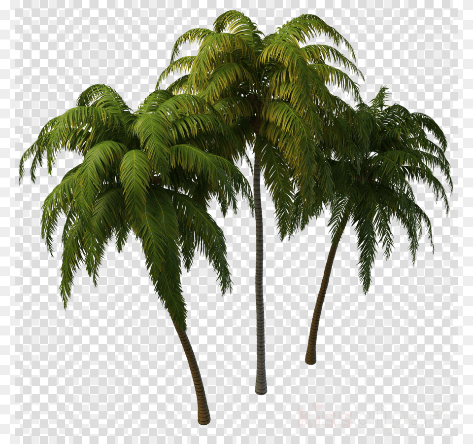 Tree Hd Clipart Clip Art Tree Coconut Coconut Tree, Fern, Palm Tree, Plant, Vegetation Free Png Download