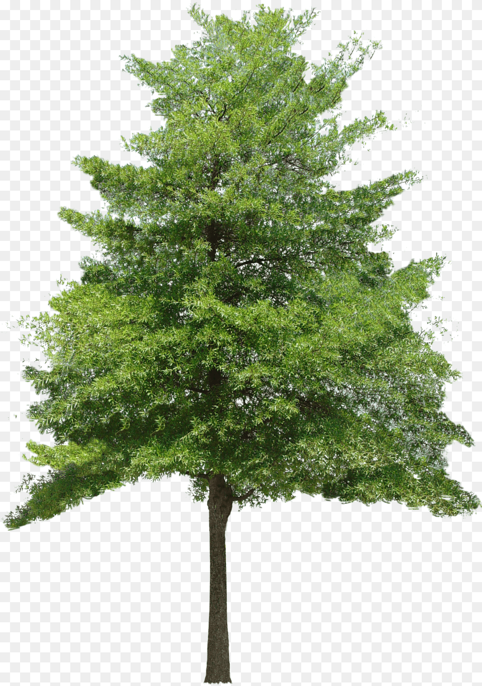 Tree Hd Hdpng Images Pluspng Tree Texture Background, Plant, Fir, Conifer, Oak Png Image