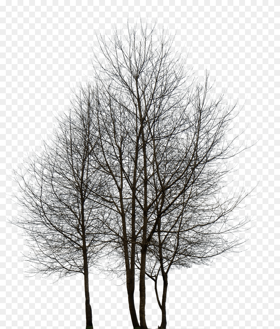 Tree Hd Transparent Hdpng Images Pluspng Tree Hd Images Png
