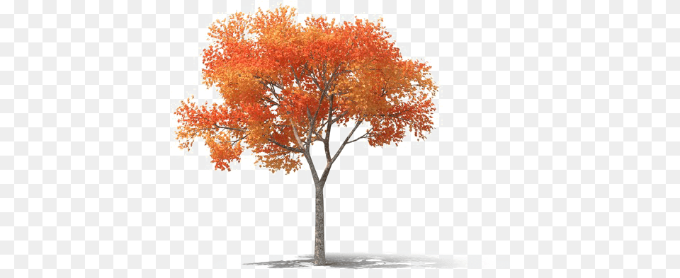 Tree High Images High Resolution, Maple, Plant Free Transparent Png
