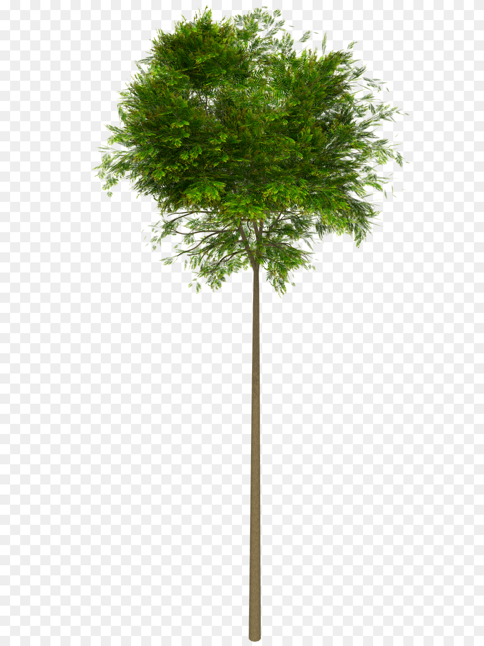 Tree High Leaves, Green, Plant, Tree Trunk, Vegetation Free Png Download