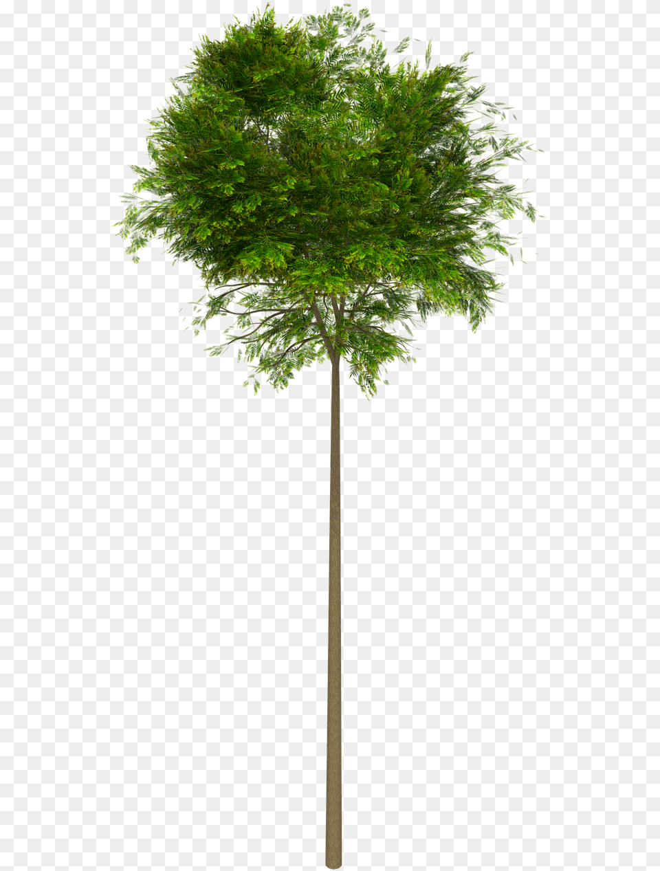 Tree High Leaves Sin Fondo Arboles, Maple, Plant, Tree Trunk, Oak Png Image