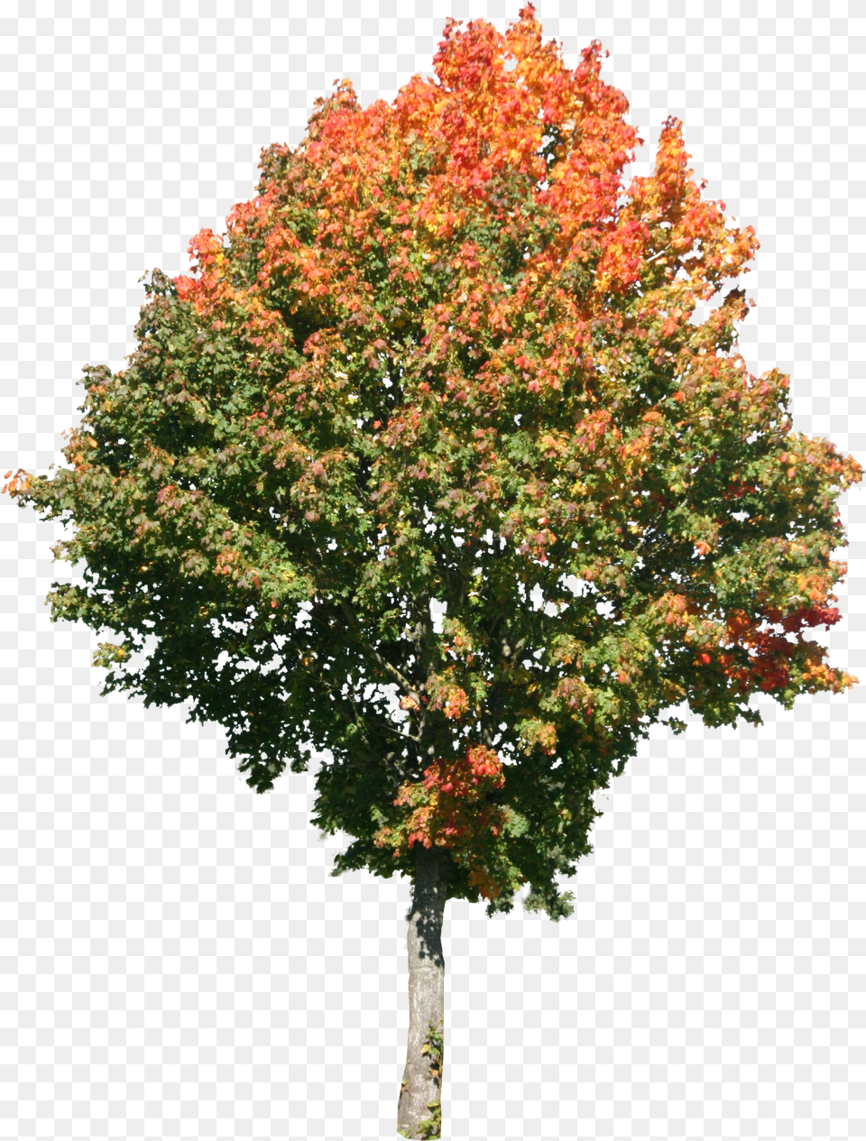 Tree High Resolution High Res Tree Png