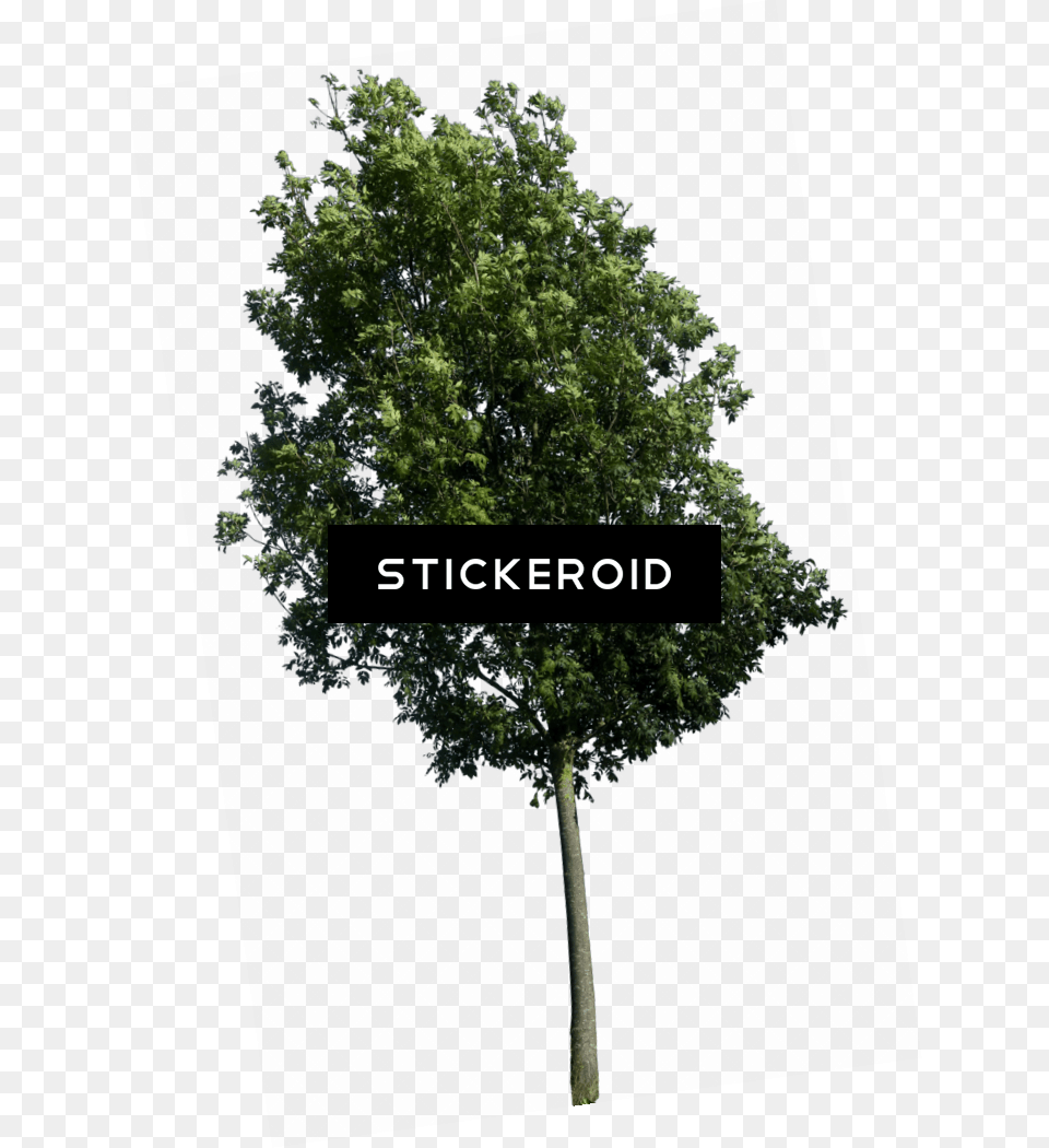 Tree Hq In Graphics Details By Gd Tree Hq, Oak, Plant, Sycamore, Tree Trunk Free Png