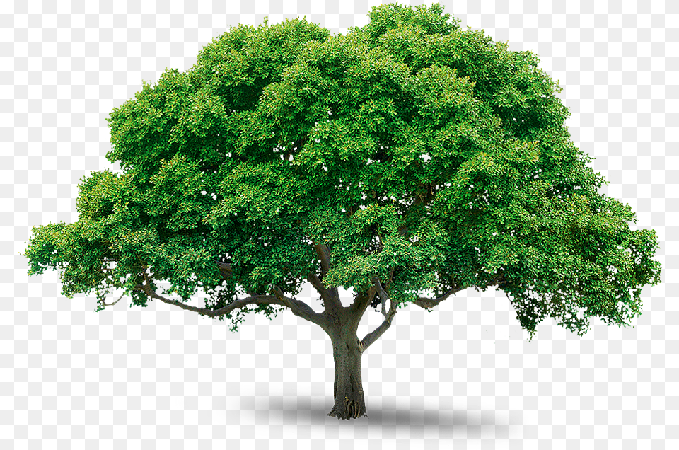 Tree Icon Download West Virginia State Tree, Oak, Plant, Sycamore, Maple Free Png