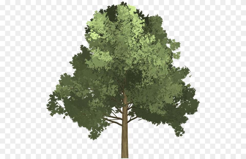 Tree Illustration 5 Tree Illustration, Oak, Plant, Sycamore, Tree Trunk Png Image