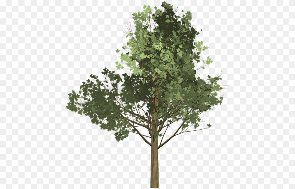 Tree Illustration 7 Tree Illustration, Oak, Plant, Sycamore, Tree Trunk Png