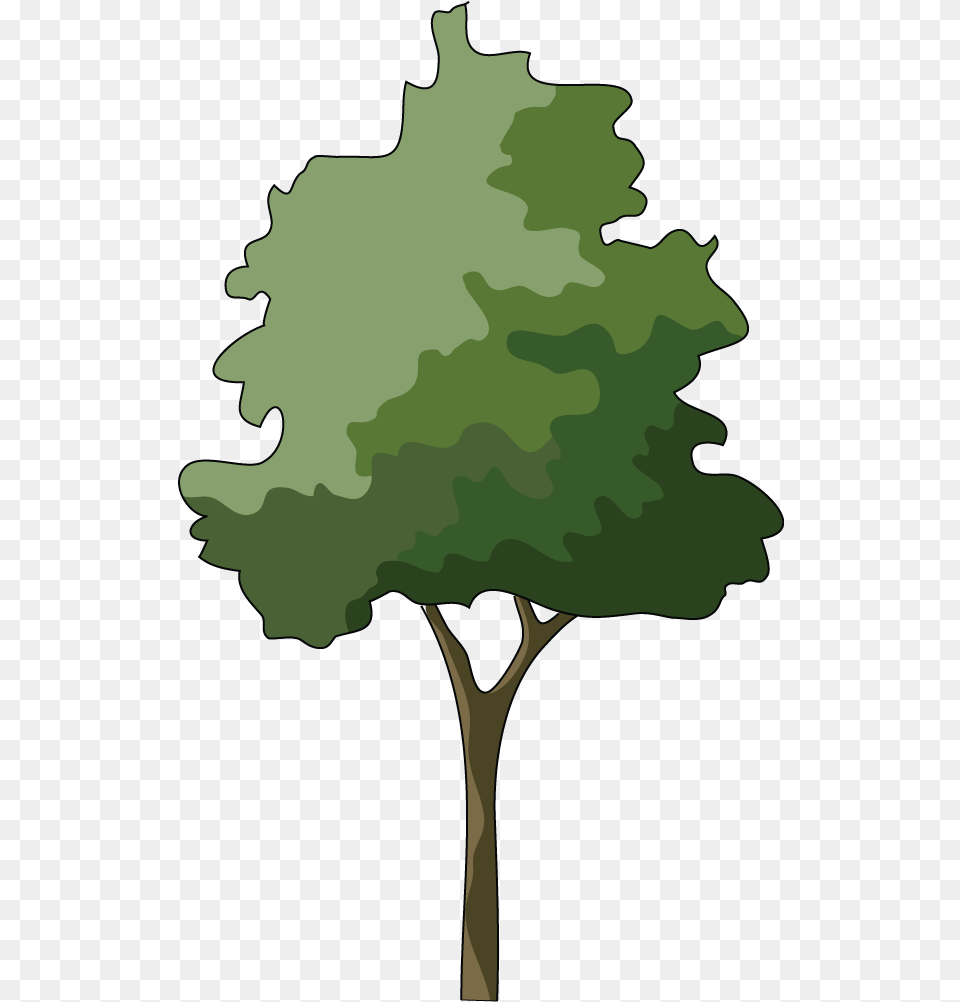 Tree Illustration Download Tree Elevation Illustration, Oak, Plant, Sycamore, Leaf Png