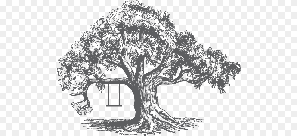 Tree Illustration Sycamore Tree Sketch, Art, Drawing, Plant Free Png Download