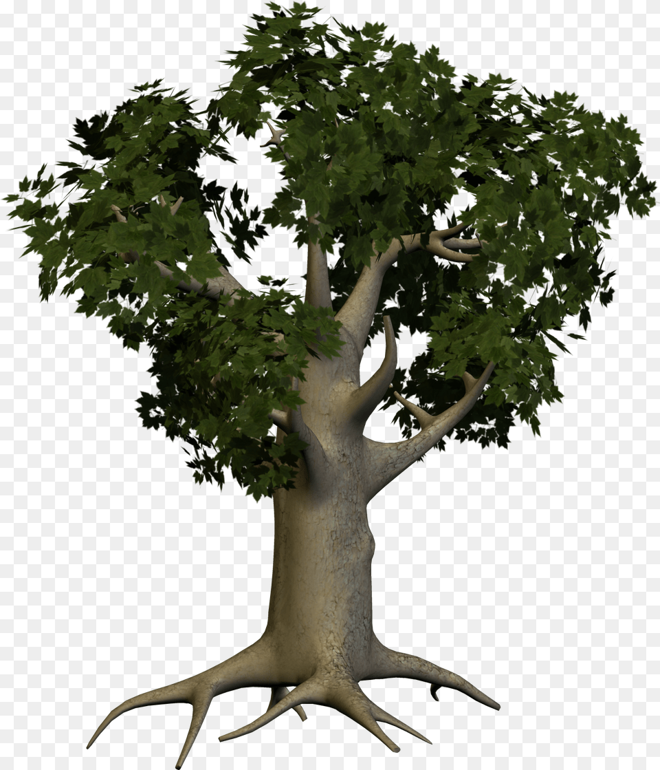 Tree Image Big Tree, Oak, Plant, Potted Plant, Sycamore Free Png Download