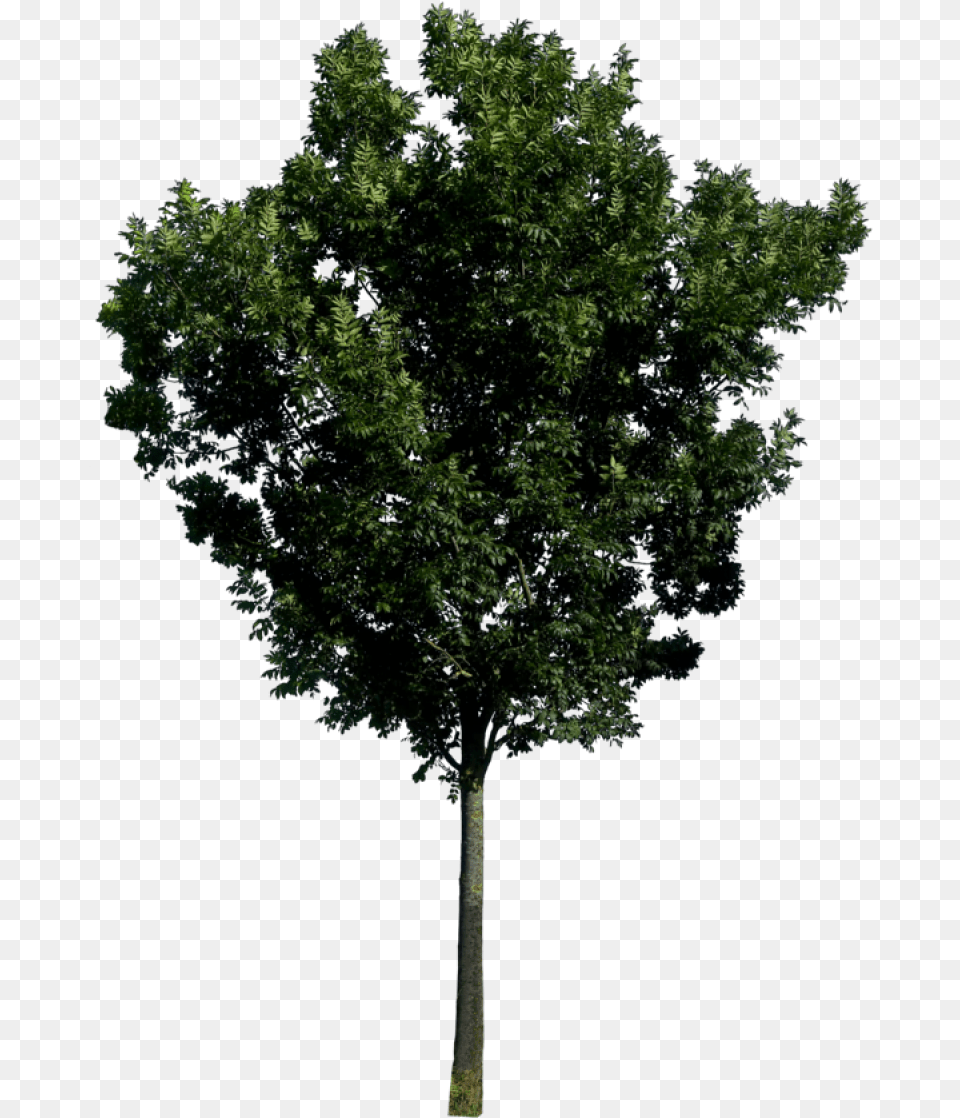 Tree Download Picture Tree Elevation, Plant, Tree Trunk, Oak, Sycamore Png Image