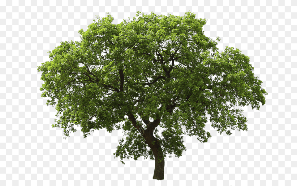 Tree Tree, Oak, Plant, Sycamore, Tree Trunk Png Image