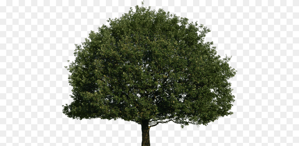 Tree Image With Transparent Background Arts Conifers Non Flowering Plants, Oak, Plant, Sycamore, Tree Trunk Png