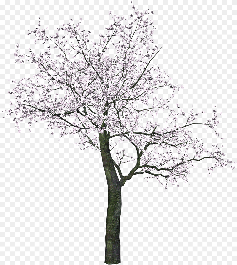 Tree Image Without Background Web Icons Cherry Blossom Tree Drawing Black And White, Flower, Plant, Cherry Blossom, Outdoors Free Png