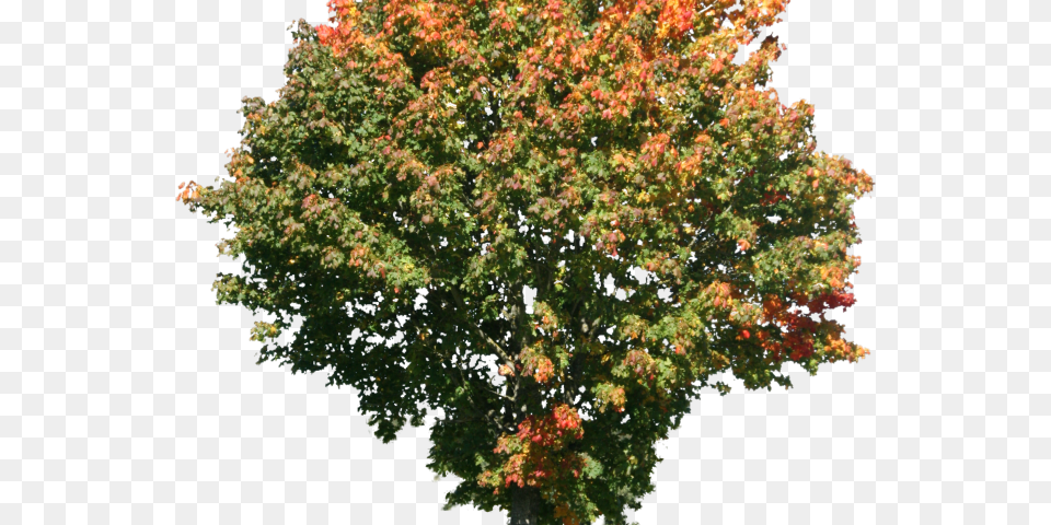 Tree Images Arbusto Abelia, Leaf, Maple, Plant, Oak Free Transparent Png