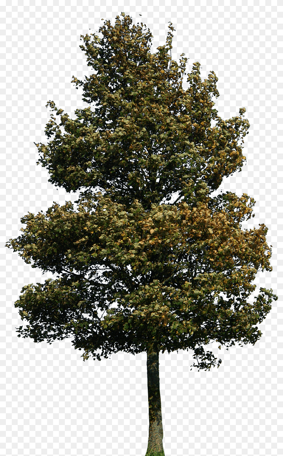 Tree Images Architecture Tree Elevation, Plant, Tree Trunk, Oak, Sycamore Png